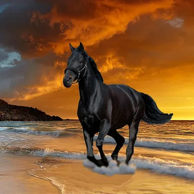 Красивые Лошади Коневодство - Бесплатное фото на Pixabay - Pixabay