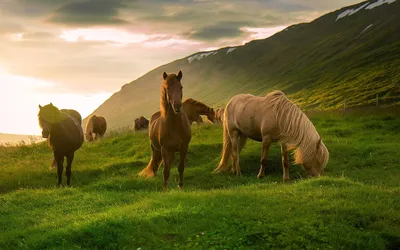 Тайная жизнь домашних животных Лошади. стадо лошадей на природе. красивые  лошади. | Отдых на природе | Дзен