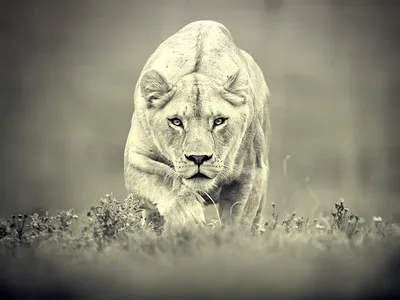 Льва и львицы любовь - картинки и фото 