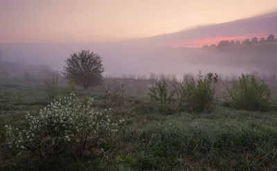 Белые ночи, майские дни... (Камила Голицына) / Стихи.ру