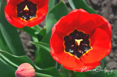 Красные тюльпаны и яблоня в цвету - майские цветы 2014 | Anna Galaxy