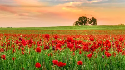 Красивые цветы МАКИ в поле с колосьями - Beautiful flowers poppies in the  field with ears - YouTube