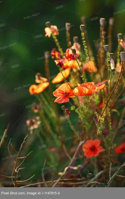 Красный мак растение - 76 фото