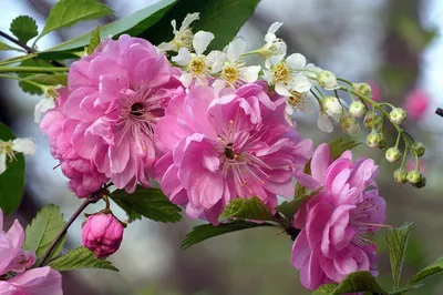 Май ― самый желанный и долгожданный месяц в году . | flowers and holidays |  Дзен