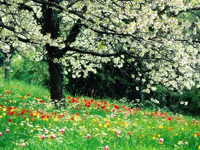 Картинки природа красивые весна и лето (67 фото) » Картинки и статусы про  окружающий мир вокруг