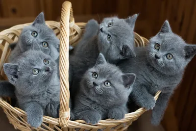 Charmingly cute kittens cats - YouTube