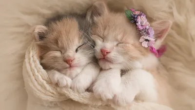 Lovely cats. Милые котики. PNG. | Kitten images, Cute animal drawings,  Kitten drawing