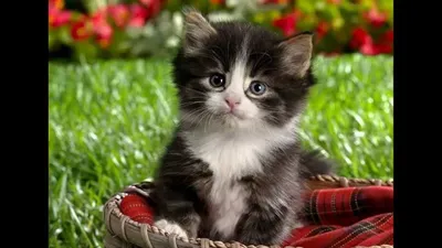 Самые красивые фото котят - YouTube