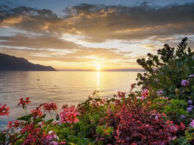 Красивые цветы и море (67 фото) - 67 фото