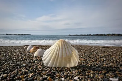 За красивые ракушки - Азовское море, Украина - Фото 20 - ФотоТерра