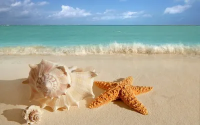 Красивые морские раковины и морские звезды на песчаном пляже :: Стоковая  фотография :: Pixel-Shot Studio