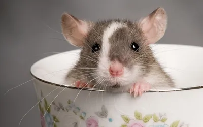 Пин от пользователя LVX на доске Ratas | Домашнее животное, Домашние крысы,  Крыса