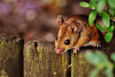 Обезьяньи мыши - красивые фото и картинки 