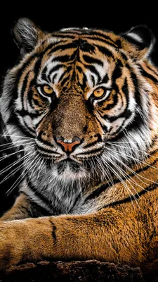 Очень красивый тигр - красивые фото