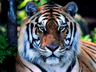 Злой тигр - 79 фото