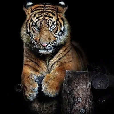 Злой тигр картинки - 77 фото
