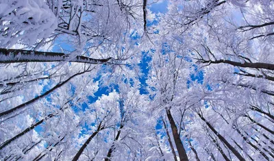 Обои winter, пейзажи -, зимние, раздел Макро, размер 1920x1200 HD WUXGA -  скачать бесплатно картинку на рабочий стол и телефон