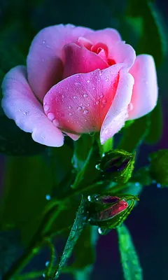 Красивые на профиль ватсап картинка #506830 - Красивые цветы на ватсап - 35  фото - скачать
