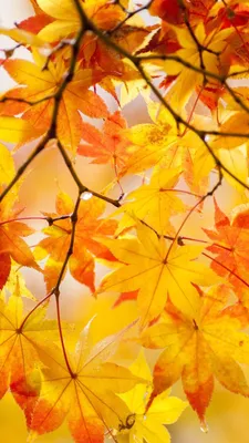 Осень дерево, золото фото, обои на рабочий стол