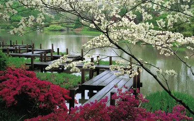 Весна сад, Япония, цветение, мостик, пруд, красота фото, обои на рабочий  стол