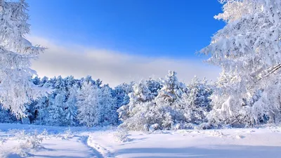 Фон рабочего стола где видно природа, зима, белый снег, деревья, голубое  небо, красивый пейзаж, nature, winter, white snow, trees, blue sky,  beautiful landscape