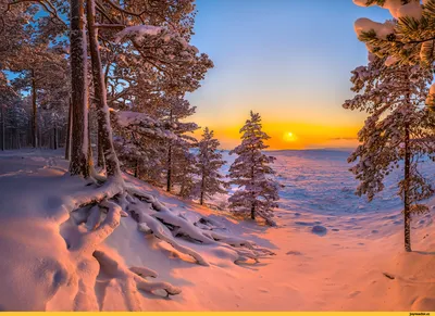 все еще жизнь на зимнюю тему, красивые конусы, хлопок и ветки зеленого  елки, разбрызгиваемой снегом Стоковое Фото - изображение насчитывающей  взгляд, зима: 164621578
