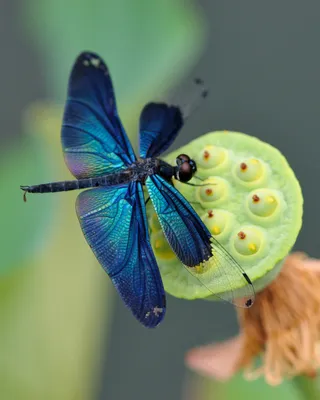 красивые насекомые в нашей жизни