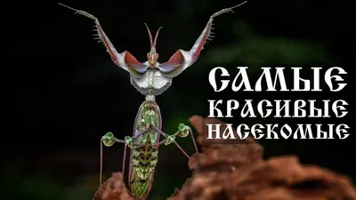 Видео: 10 красивых насекомых, которых можно держать в качестве домашних  животных