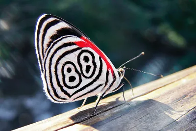 20 самых удивительных насекомых, о красоте которых мы даже не подозреваем