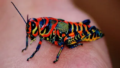 Самые красивые насекомые мира