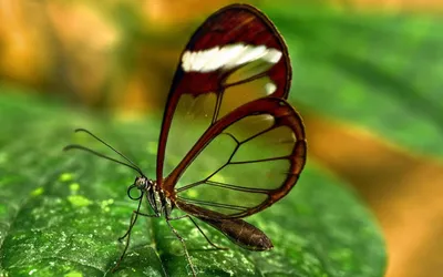 28шт красочные висячие завитки стример бабочки тематические красивые  насекомые стример свадьба – лучшие товары в онлайн-магазине Джум Гик