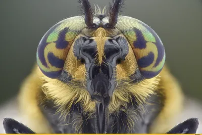Красивые насекомые арт - 62 фото
