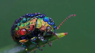 Самые необычные и красивые жуки и другие насекомые, замеченные  Интернет-пользователями (17 фото) - 