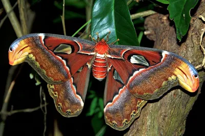 Самые красивые украшения в форме насекомых - подборка изделий с жуками,  бабочками, стрекозами