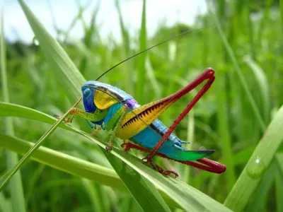 красивые насекомые мира Обои стрекоза, крылья, хвост, глаза, насекомое для  рабочего стола - раздел насекомые 1920x1… | Dragonfly photos, Dragonfly  insect, Dragonfly