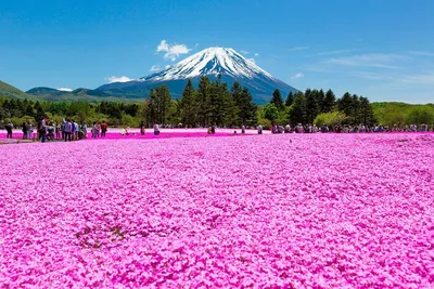 Самые красивые цветы Японии | Врен о Японии для туриста | Дзен