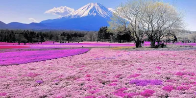 Самые красивые места Японии (Фото) | Cамые красивые места мира