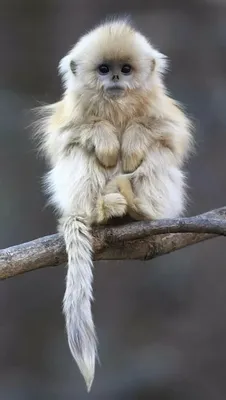 Самые красивые виды обезьян: фотографии и описани Золотой лангур | Обезьяна,  Вид, Примат