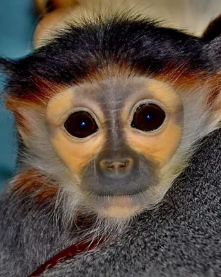 Я ооочень красивая и ооочень редкая обезьяна! — Фото №250258