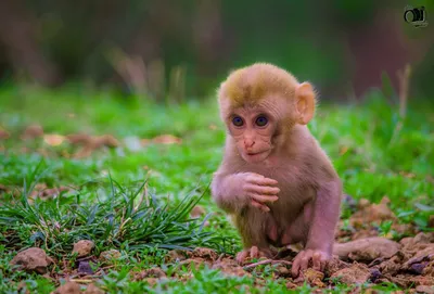 Самые красивые обезьяны в мире (40 редких ФОТО) | 