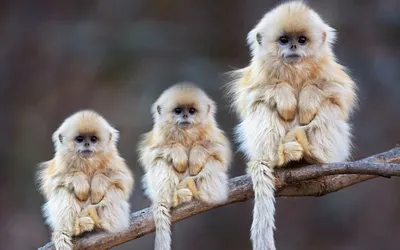 Гелада: Наверное, самая красивая в мире обезьяна. Эти приматы обзавелись  гривой, гигантскими клыками и «кровоточащим сердцем» | Книга животных | Дзен