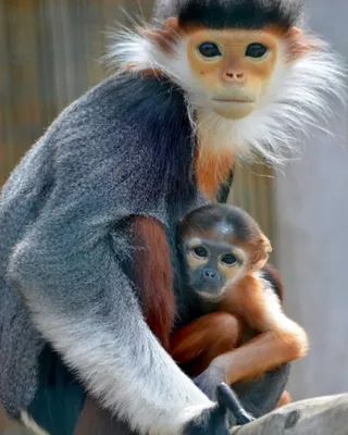 Красивые обезьяны #21