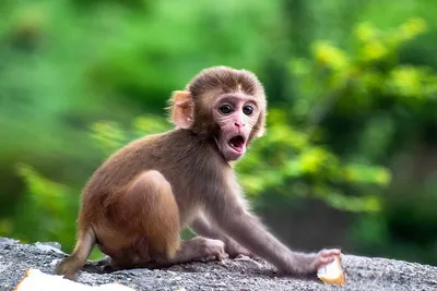 Самые красивые виды обезьян: фотографии и описание