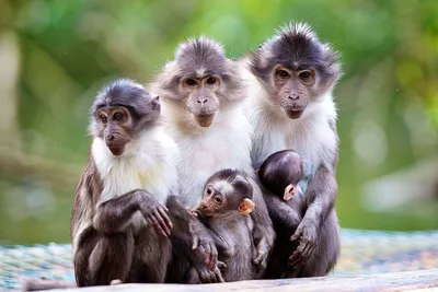 Красивые обезьяны картинки