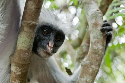 Самые красивые обезьяны в мире - 71 фото