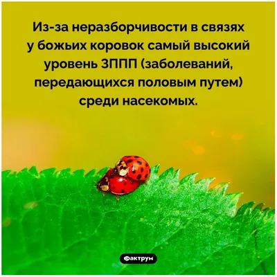 А там шальная императрица в …» — создано в Шедевруме