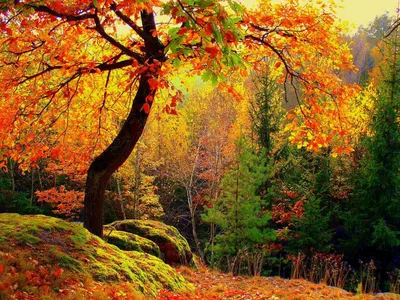 Осень в лесу - красивые фото