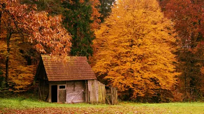 Природа. Озеро. Лес. Осень. Красиво…» — создано в Шедевруме