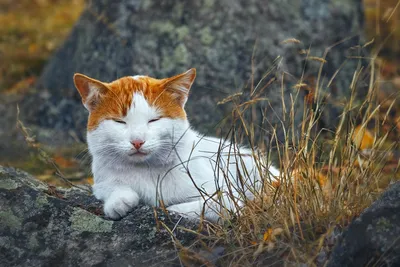 Осенне-зимний кот.. Фотограф Терентьева Наталья