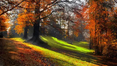 Красивый осенний лес - фото и картинки: 32 штук
